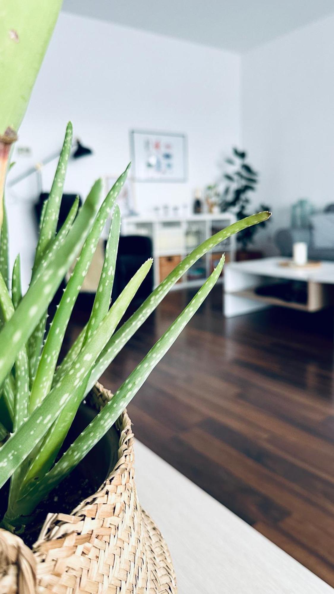 Apartament Bonjour With Terrace And Parking